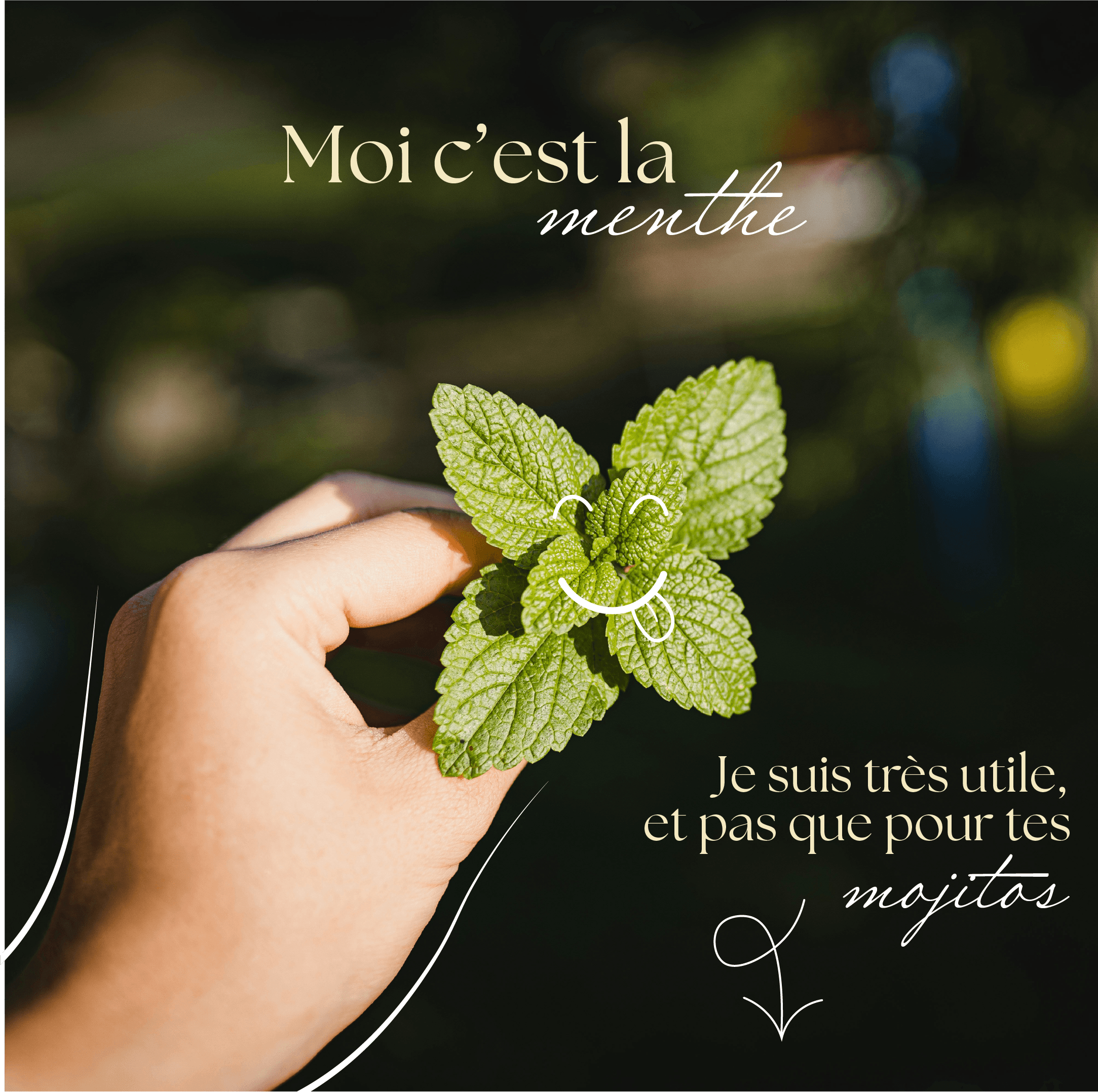 Fichier 26post 8 photo menthe