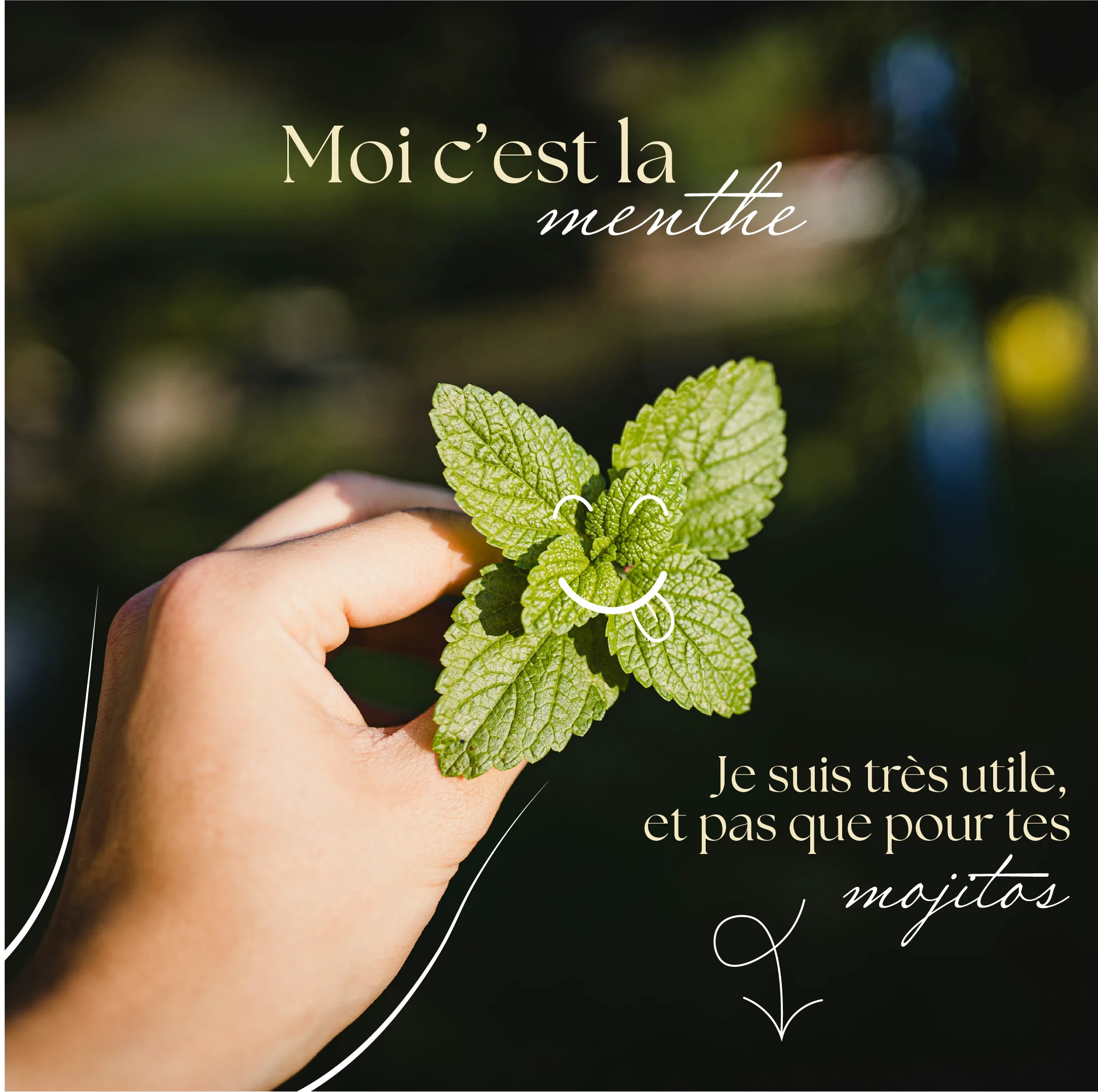 Fichier 26post 8 photo menthe